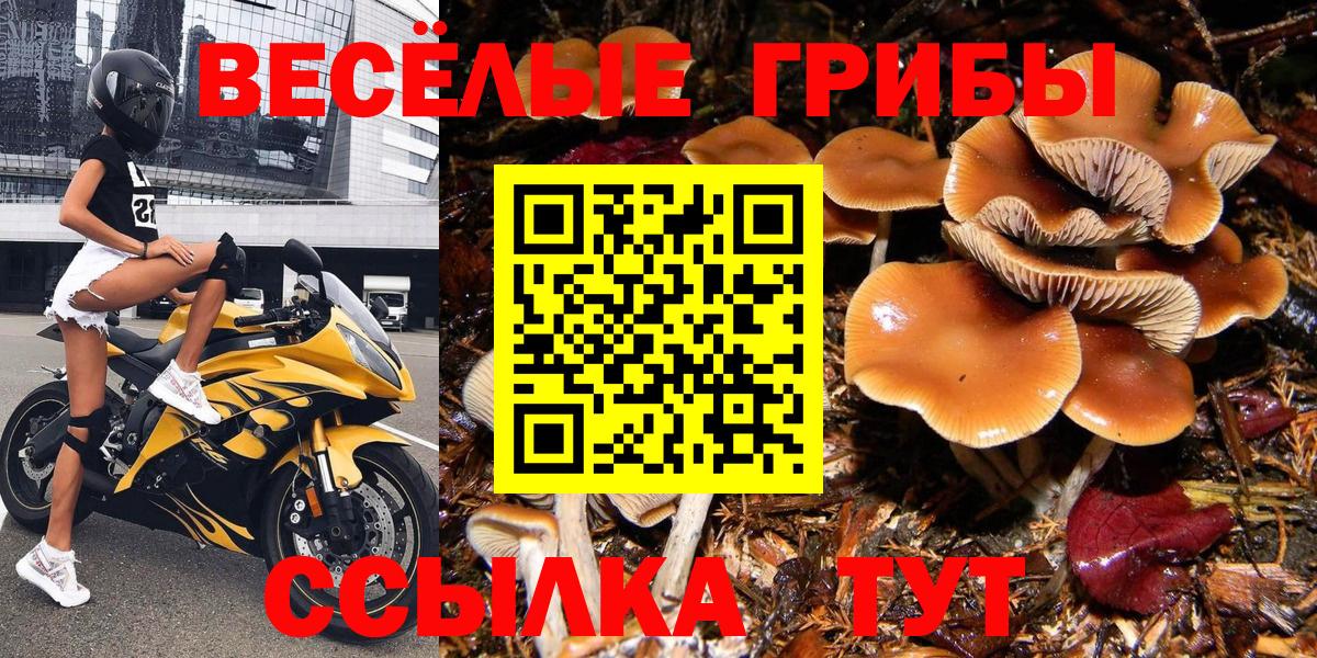 Псилоцибиновые грибы Psilocybine cubensis  Вход с VPN  Чайковский 